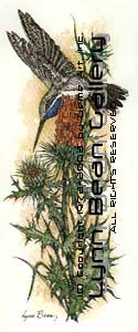 Blue-throated Hummingbird with Thistle.