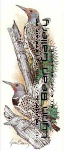 Common Flicker.