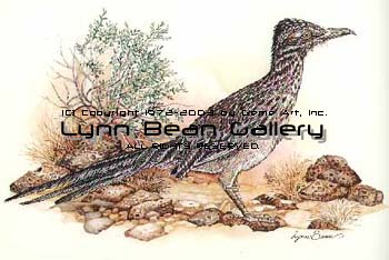 Roadrunner.