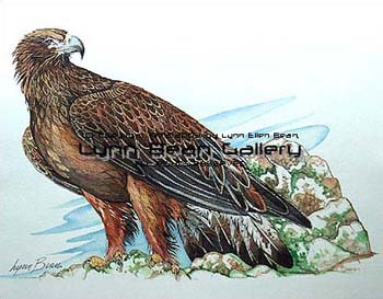 Golden Eagle.