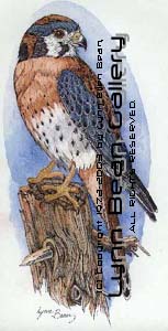 Kestrel Hawk.