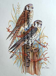 Kestrel Pair.