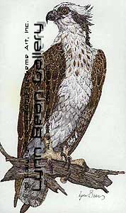 Osprey.