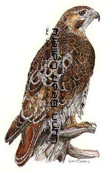 Red Tailed Hawk.