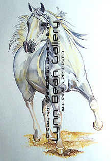 White Arabian.