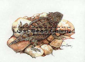 Horned Toad Lizard.