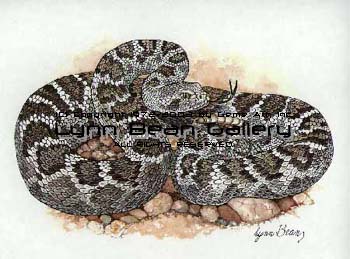 Rattlesnake.