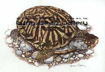 Western Box Turtle.