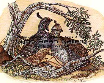 California Quail.