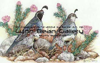 Gamble Quail in Cactus.