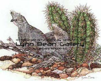 Scaled Quail.