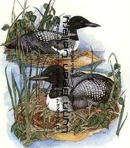 Common Loon.