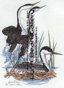 Grebe.