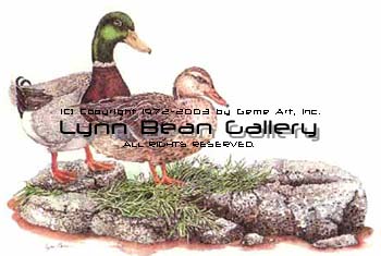 Mallard Pair.
