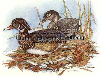 Wood Ducks.