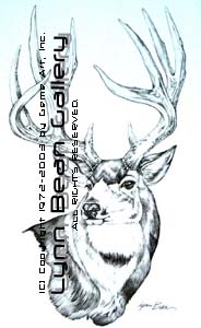 Buck Deer - Pencil.