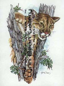Cougar.