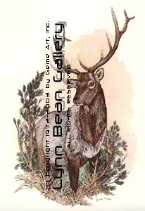 Elk.