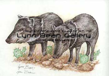Javelina.