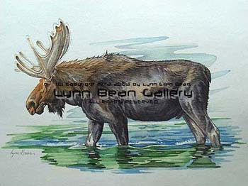Moose 1.