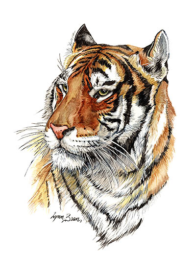 TIGER.