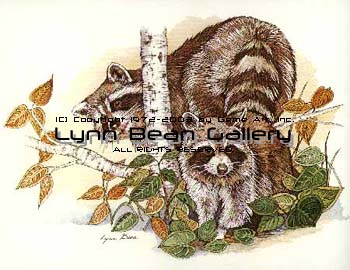 Racoons.